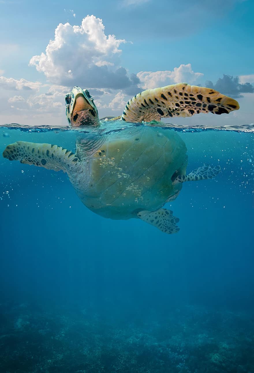 želva, oceán, mořský život, pod vodou, Příroda