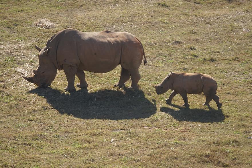 وحيد القرن ، طفل ، أم ، سفاري ، أفريقيا ، المهددة بالخطر ، الحفاظ على ، حيوان ، جذاب