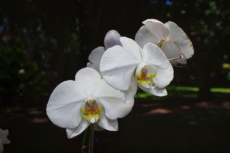 Costa Rica, orkidea, kukka, kasvi, terälehdet, valkoinen kukka, eksoottinen, kasvisto, piha, luonto, makro