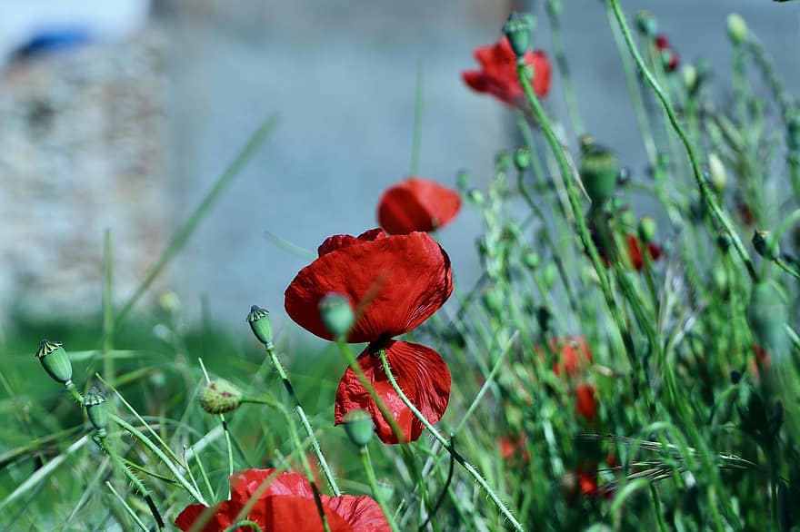 bunga merah, bunga-bunga, kelopak, kelopak merah, berkembang, mekar, flora, alam, tanaman, tanaman berbunga, bunga musim semi