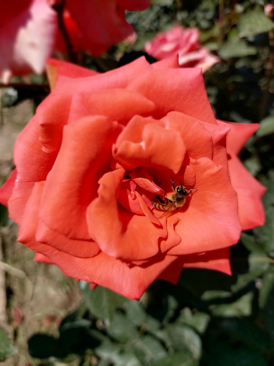 rosa, flor, planta, pètals, abella, pol·linitzar, Rosa vermella, flor vermella, pètals vermells, florir, flora