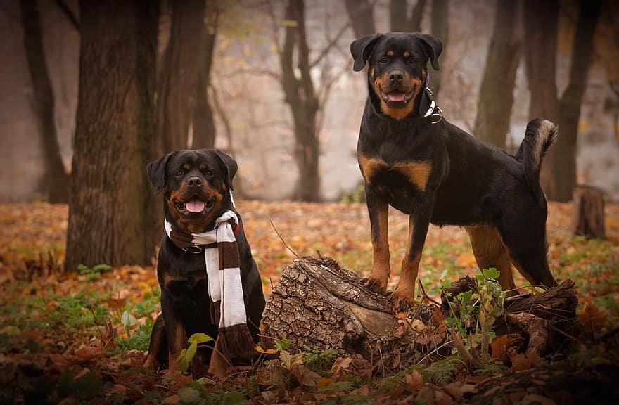 perros, otoño, bosque, canino, Rottweiler