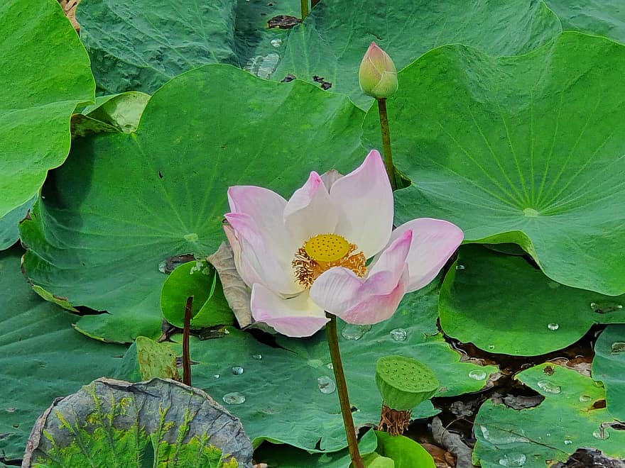 lotus, Waterlelie, roze bloem, waterplant, vijver, blad, fabriek, bloem, bloemhoofd, zomer, bloemblad