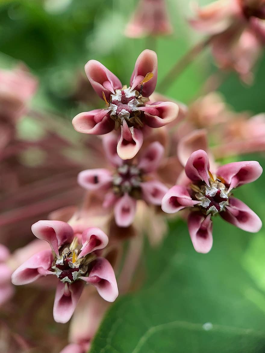 bunga-bunga, milkweed biasa, asclepias syriaca, bunga milkweed, bunga liar, Bunga liar milkweed, milkweed, tanaman, tanaman liar, bunga miniatur, Bunga Milkweed Miniatur