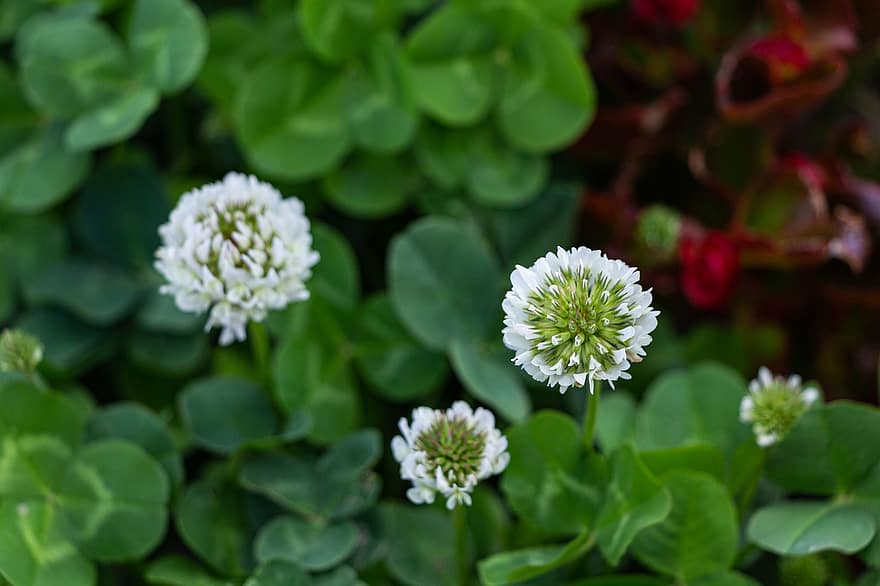 White Clover, Flowers, Plants, White Flowers, Buds, Wildflowers, Leaves, Nature