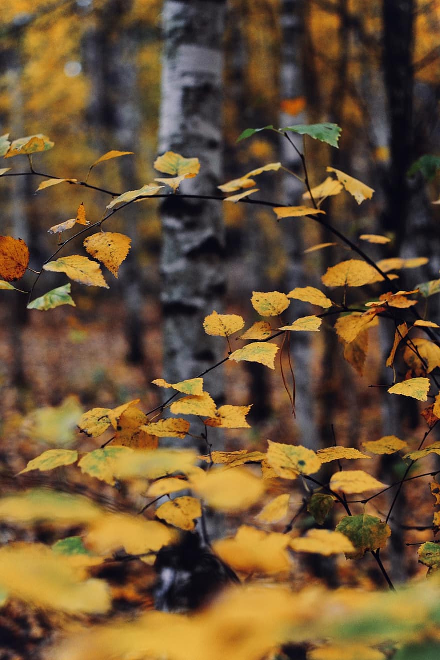 Birch, musim gugur, hutan, jatuh