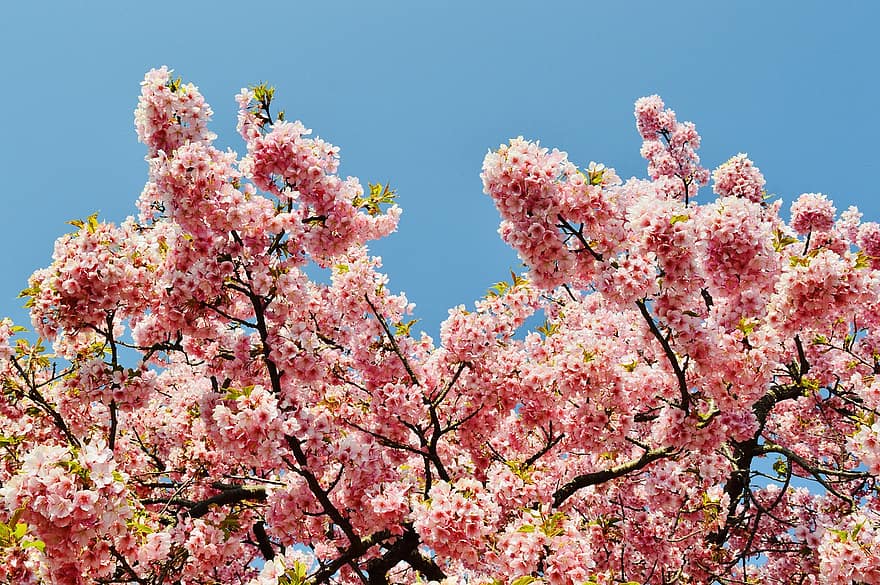 桜、春、日本、咲く、花、自然、季節の、木、森林、フラワーズ、さくら