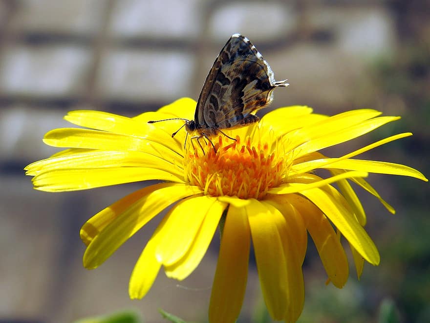 Geraniumo bronzos drugelis, drugelis, gėlė, Daisy, sparnai, vabzdys, geltona gėlė, augalų, pavasaris, sodas, pobūdį