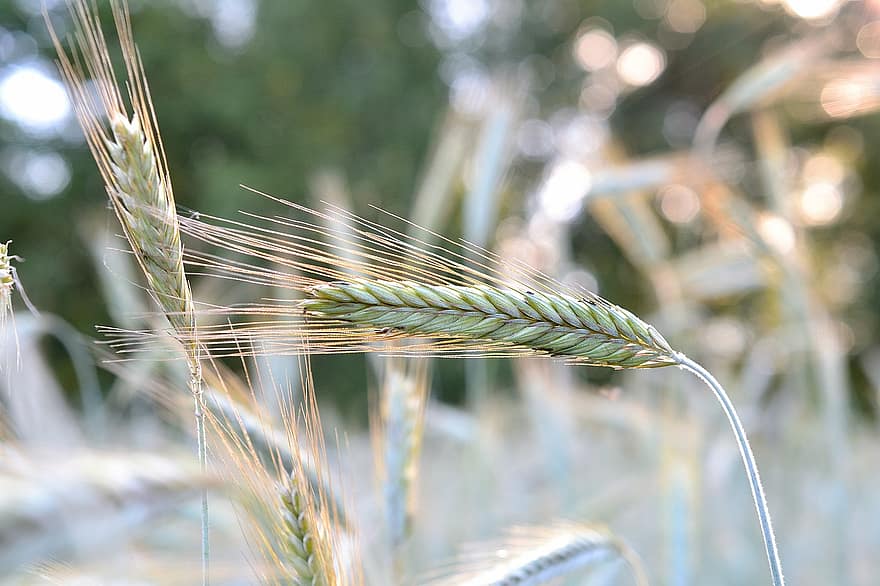 зерно, природа, пшеница, сельское хозяйство, поле, ферма, завод, урожай
