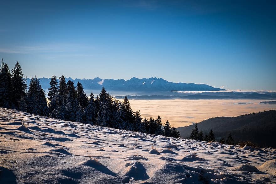Mountains, Trees, Snow, Clouds, Peak, Summit, Sea Of Clouds, Winter, Cold, Forest, Woods