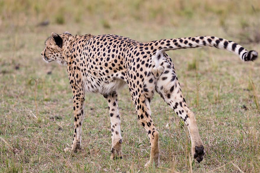cheetah, dier, safari, zoogdier, grote kat, wild dier, roofdier, dieren in het wild, fauna, wildernis, natuur