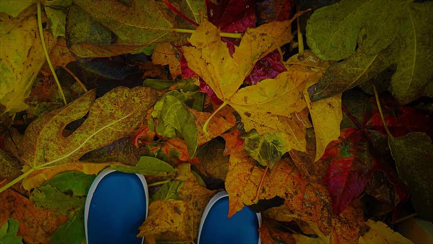 秋、林床、葉、紅葉、カラフルな葉、自然