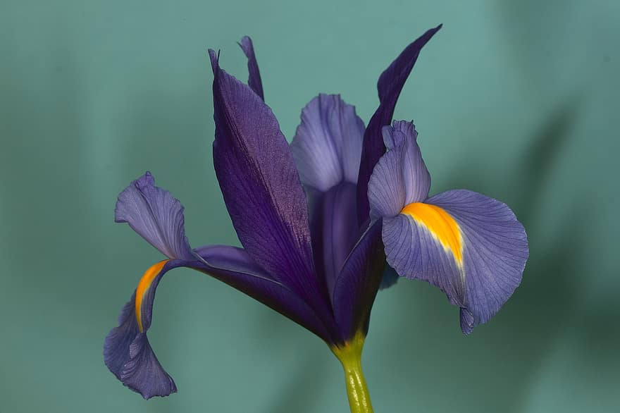 bunga, iris iris, kelopak, batang, tanaman, alam, berkembang, flora, botani, halus