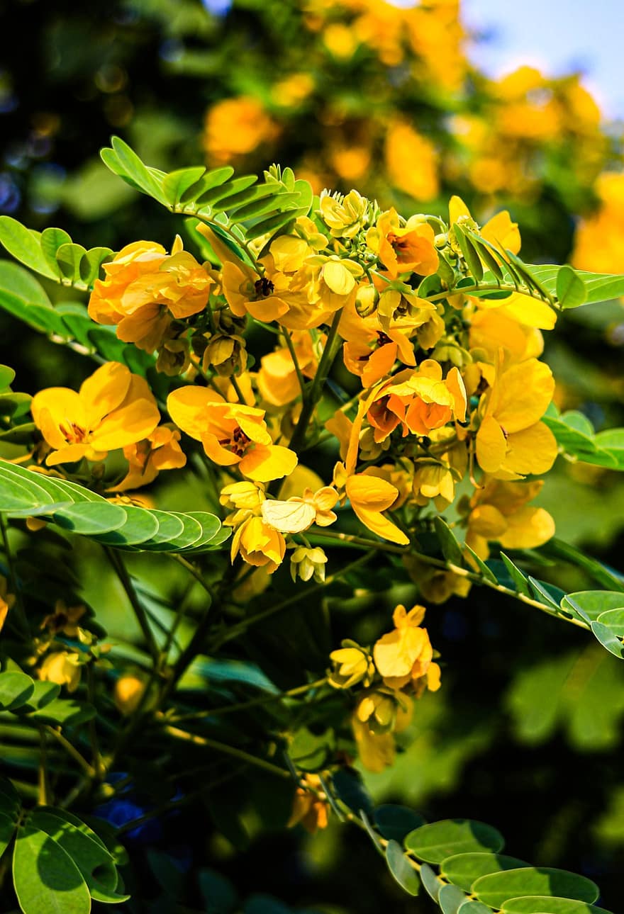 kultainen suihku puu, kukat, oksat, keltaiset kukat, terälehdet, kukinta, lehdet, lehvistö, puu, kasvi, luonto