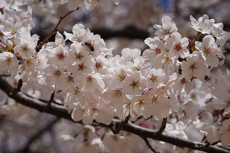 bunga sakura, bunga-bunga, musim semi, berkembang, mekar, cabang, pohon, menanam, pohon ceri, tanaman hias, flora