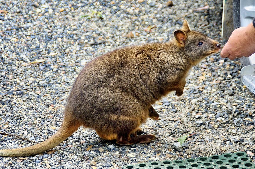 wallaby kenguru, állat, táplálás, kenguru, joey, Wallaby anya, Az ifjú Wallaby, emlős, vadvilág, természet