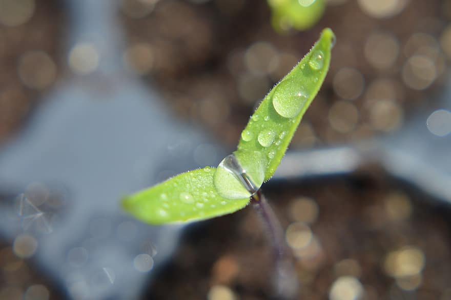 Seedling, Plant, Dew, Dewdrops, Droplets, Capsicum, Chili Pepper, Pepper, Agriculture, Growth, Garden