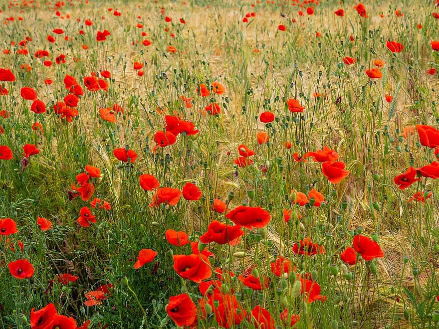 Field, Wolf, Poppy, Red, Yellow, Background, Area, Plant, Flowering, Flower, Group