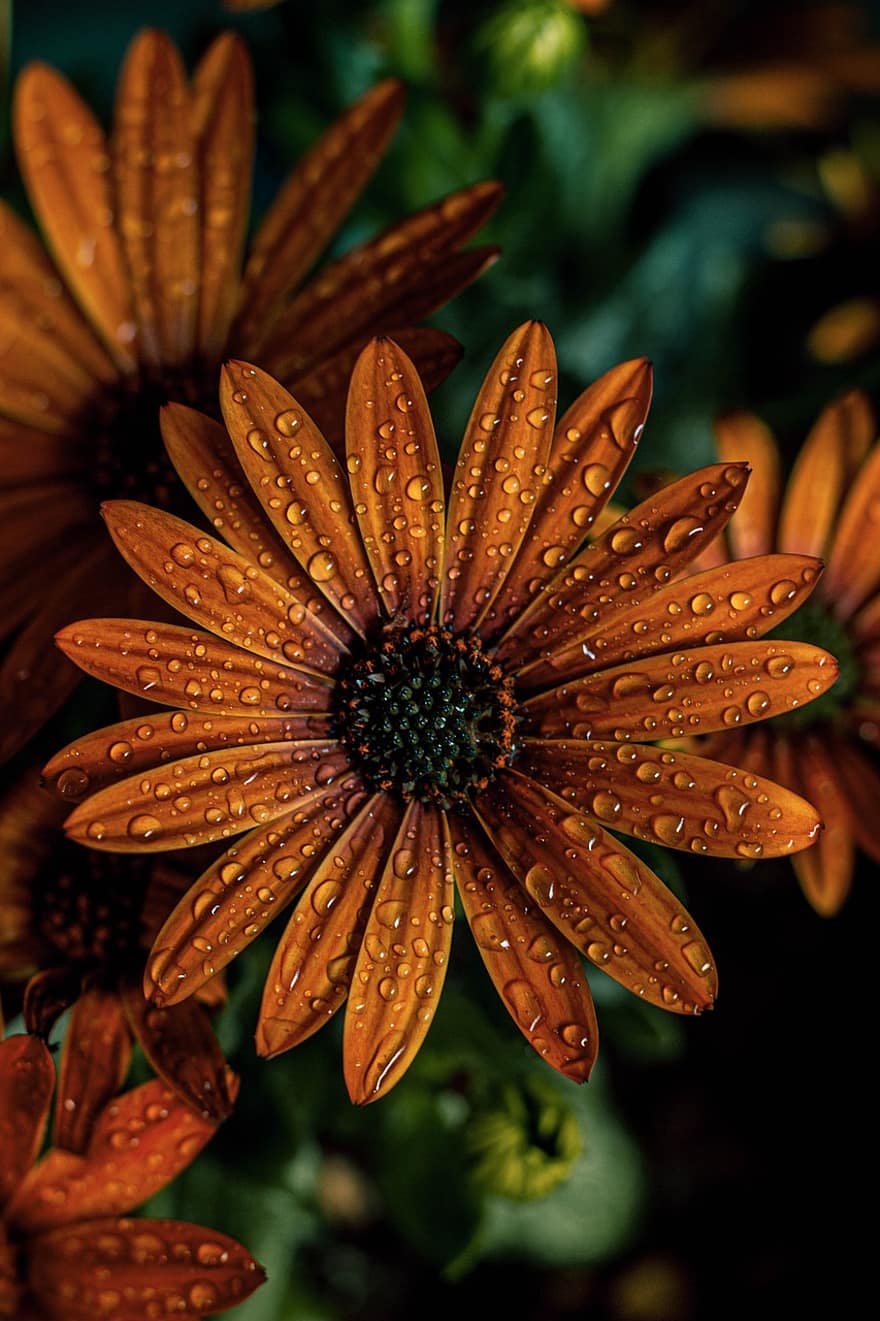 Cape Marguerite, Blume, Tau, Natur, orangene Blume, Tautropfen, nass, Garten, blühen, Flora, Pflanze