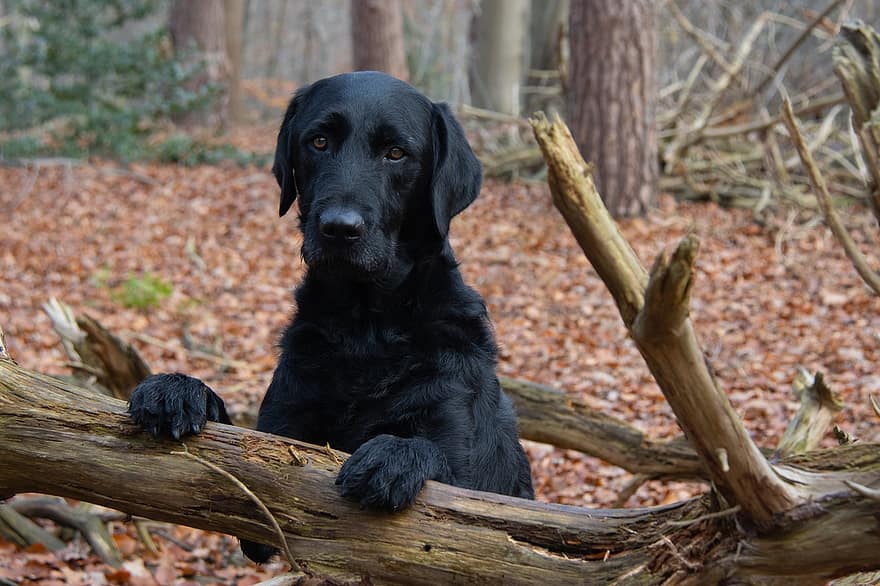 Labrador, perro, bosque, troncos, perro negro, perro triste, mascota, canino, mamífero, animal, al aire libre