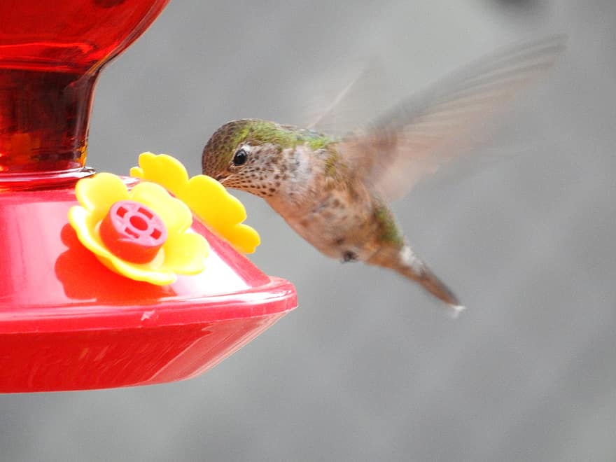 colibrí, ocell, vol, ales, animal, plomes, plomatge, bec, factura, observació d'aus, ornitologia