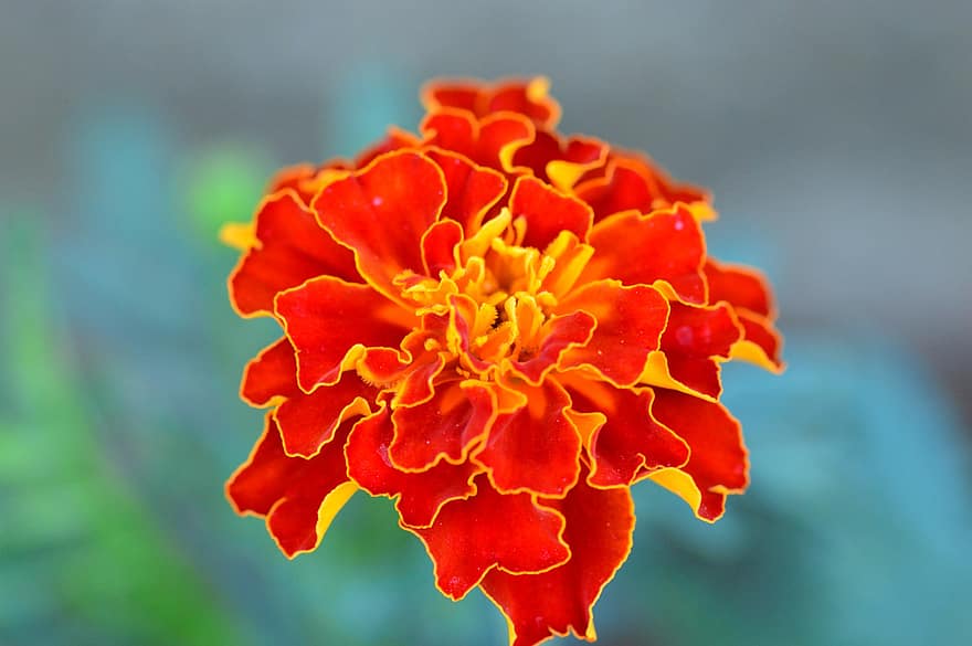 marigold, bunga musim panas, bunga oranye, musim panas, berkembang, taman, alam, menanam