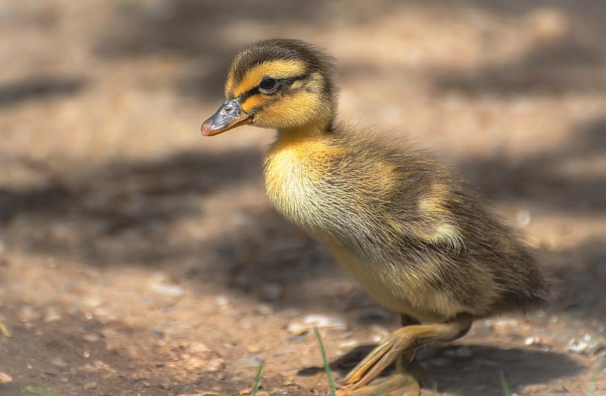 Duckling, Chick, Bird, Duck, Waterfowl, Duck Baby, Water Bird, Animal, Plumage, Beak, Nature