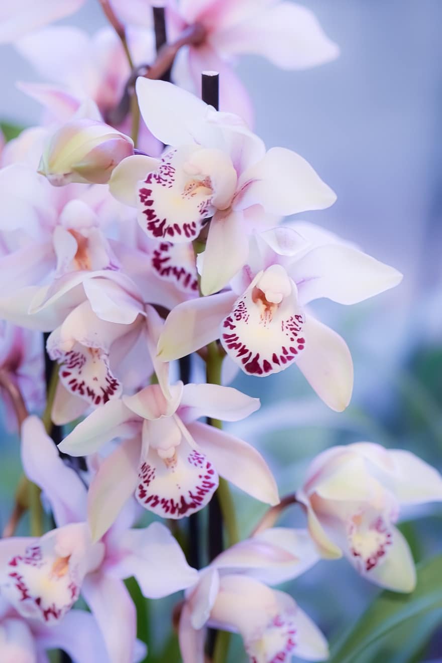 orchidee, orchidea, fiori, fiori tropicali, petali, fiori decorativi, prato, phalaenopsis, natura, flora, fiorire