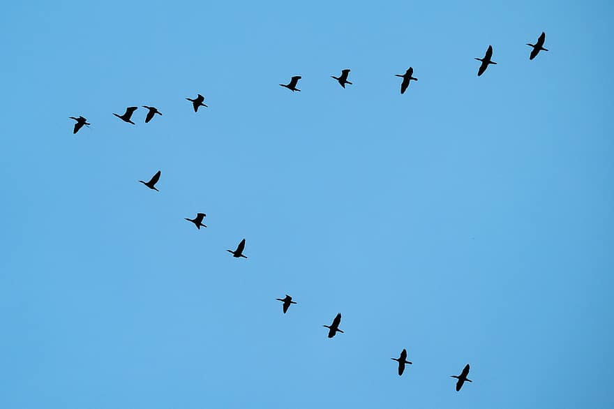 Geese, Birds, Flying, Migration, Skein, Gaggle, Animals, blue, animals in the wild, group, feather