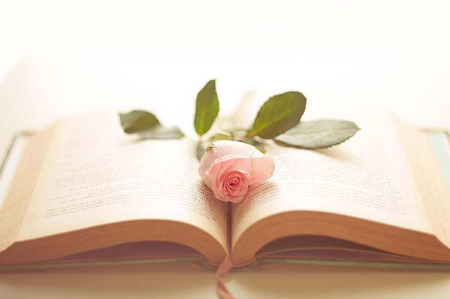 गुलाब का फूल, पुस्तक, किताबों के लिए प्यार, पढ़ना, गुलाबी