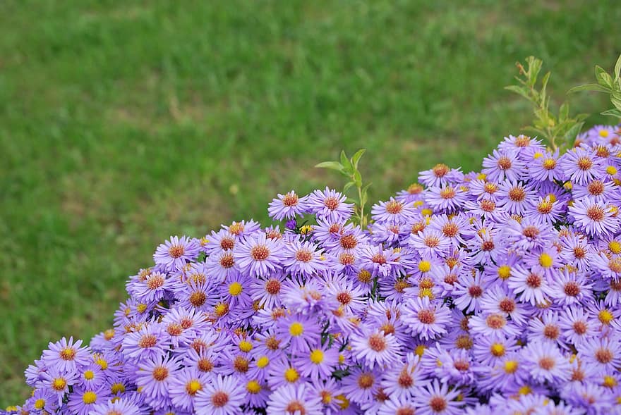 Blumen, Aster, Pflanze, Flora, lilane Blumen, Wood's Purple, Wiese, Natur, Feld