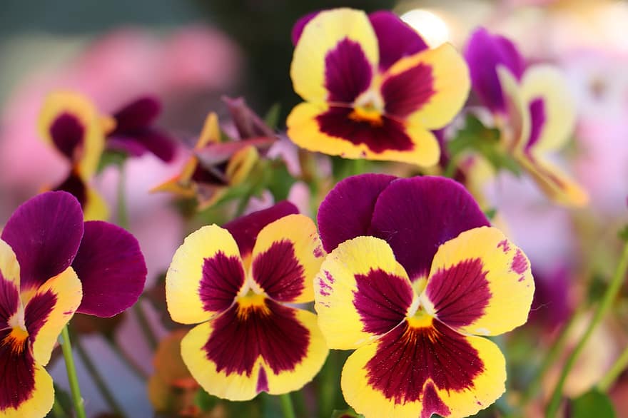 pansies, viola tricolor, växt, blomma, blomning, dekorativ, flora