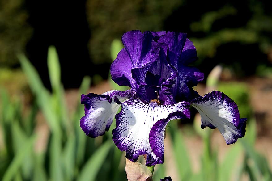 Iris, Blumen, Pflanzen, Lila-weiße Farbe, Garten, Gartenarbeit, Gartenbau, botanisch, Flora, Pflanze, Blume