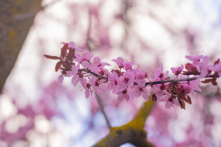 Sakura, fleurs, la nature, Floraison, printemps, rose, branche, fleur, avril, pastel, arbre