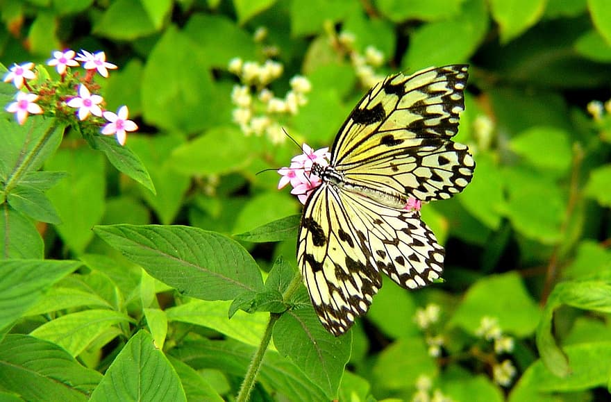 motyl, ogród, kwiaty, skrzydełka, liść, odchodzi, rośliny, delikatny, kolorowy, wiosna, lato
