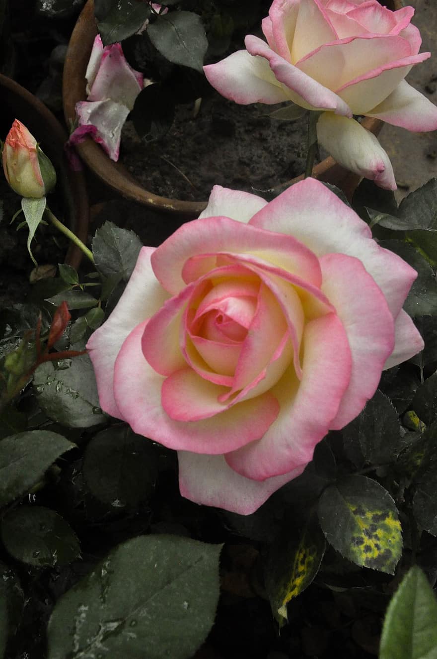 rosa, fiore, rosa fiorita, petali, petali di rosa, fioritura, fiorire, pianta, flora, foglia, petalo