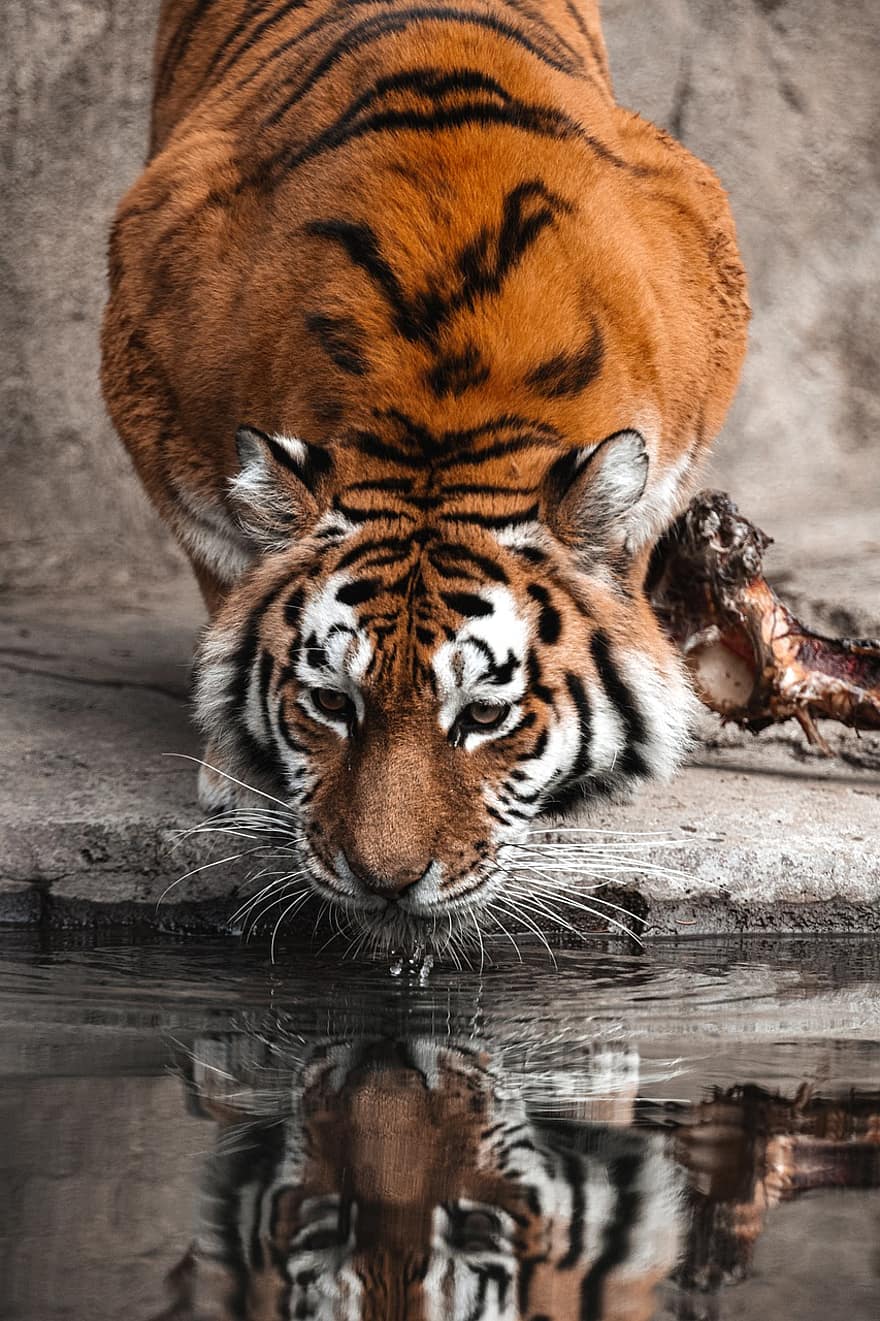 tigre, animal, zoo, gat gran, ratlles, felí, mamífer, vida salvatge, fotografia de fauna salvatge, salvatge