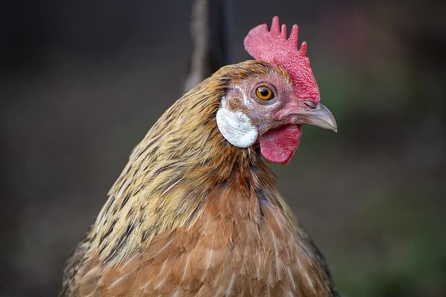 Chicken, Hen, Cockscomb, Livestock, Landfowl, Feathers, Plumage, Avian, Ornithology, Bird Watching, Animal World