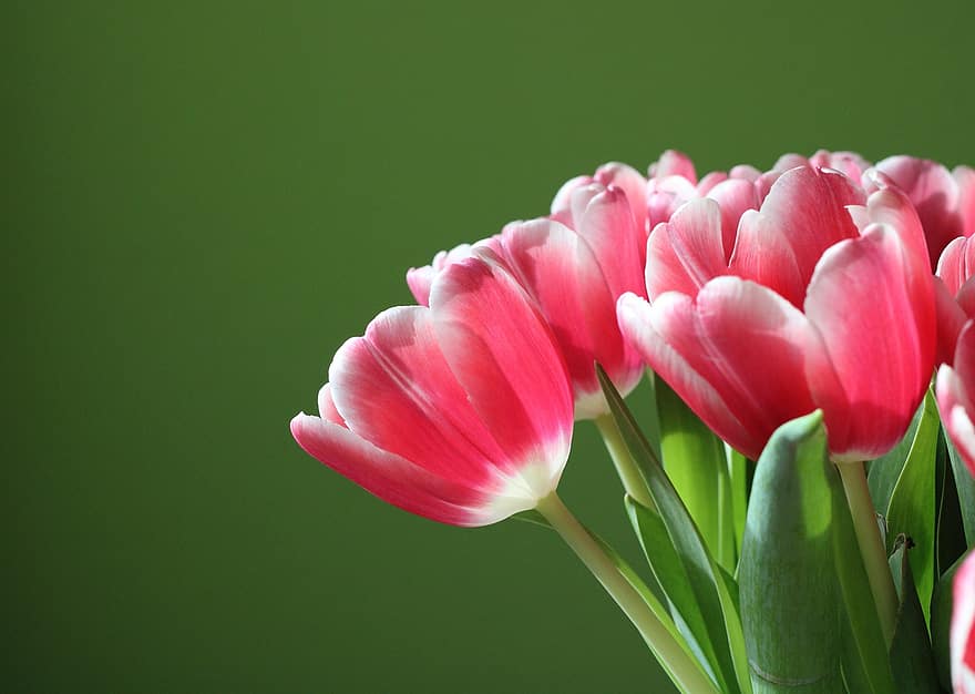 tulip, bunga, menanam, bunga-bunga merah muda, kelopak, berkembang, flora, musim semi, alam, bunga tulp, kepala bunga