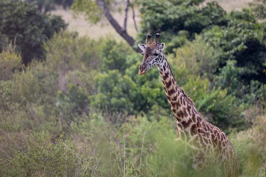 жирафа, животное, природа, живая природа, высокий, африканец, млекопитающее, дикий, большой, пятна, шея
