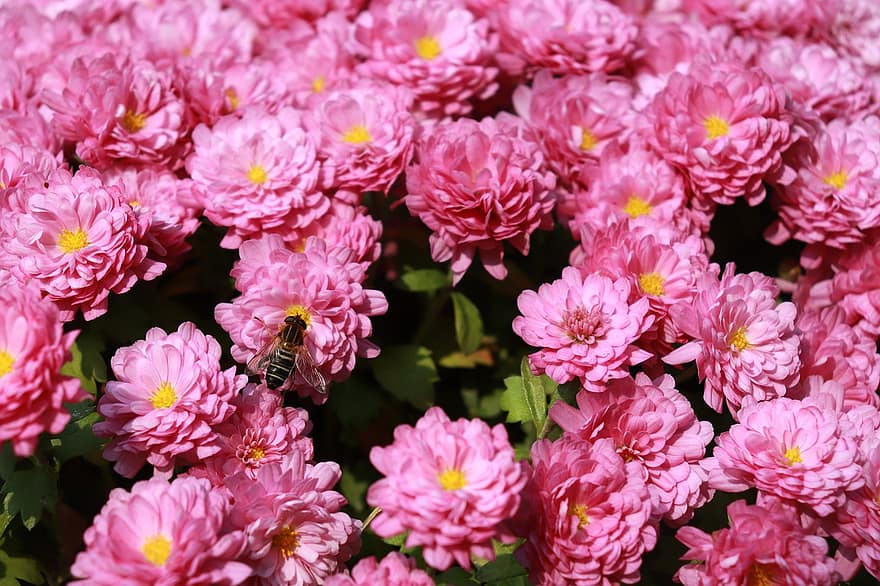 bi, blommor, zinnia, rosa zinnia, rosa blommor, insekt, natur, växt, flora, blomma, trädgård