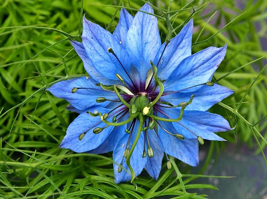 maagd in het groen, blauw, starflower, bloesem, bloeien, bloemen, Purper, ster, groet, Sms, 1989