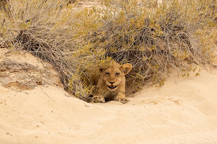 Lion, lionceau, le sable, région sauvage, mammifère, prédateur