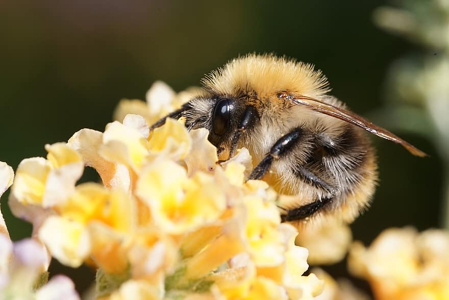 bumblebee, แมลง, ดอกไม้, การผสมเกสรดอกไม้