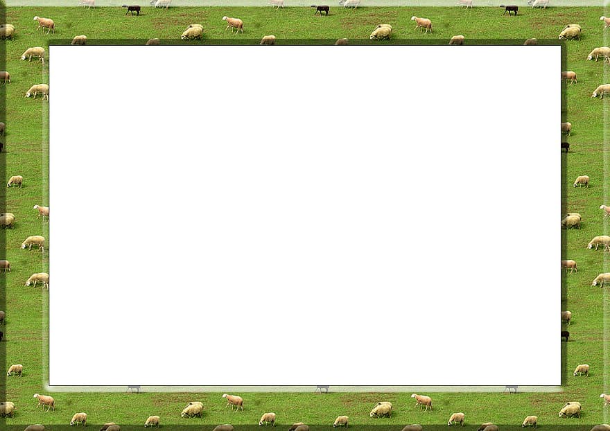 Frame, Picture Frame, Outline, Sheep, Meadow, Summer