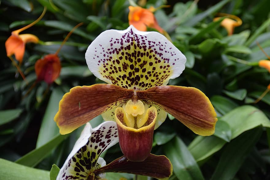 orchidėja, Iš arti, žiedas, žydi, orchidėjų gėlė, egzotiškas