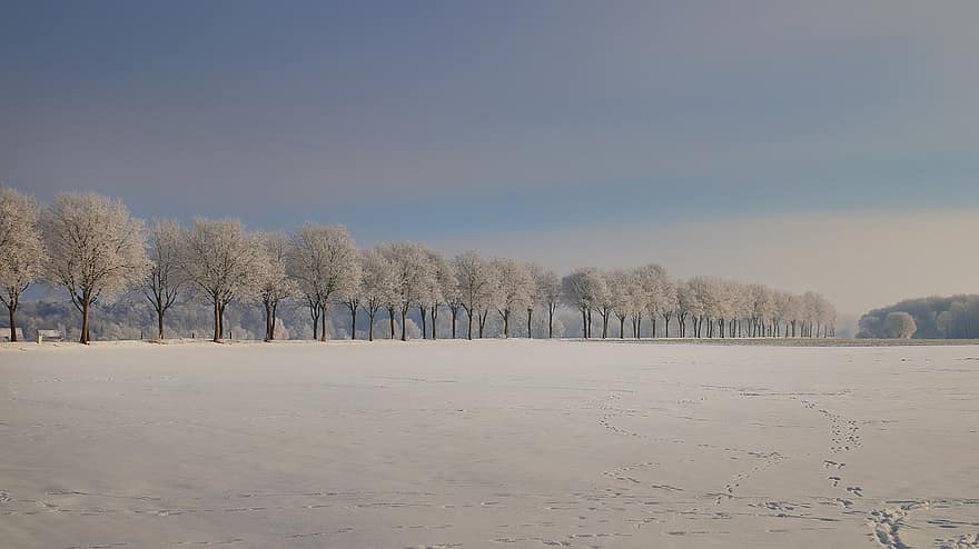 деревья, снег, зима, замороженный, небо, холодно, мороз, иней, природа, Snowscape