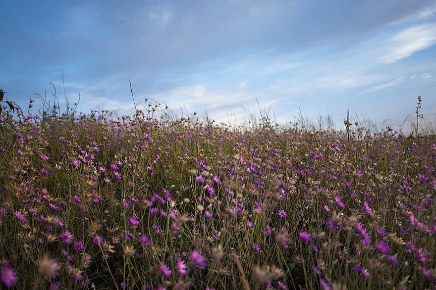 フラワーズ、植物、フィールド、紫色の花、咲く、牧草地、空き地、自然、空