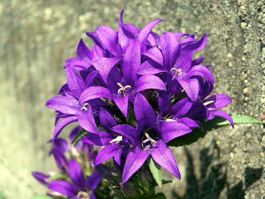 結び目、ベルフラワー、カンパニュラグロメラータ、紫の、花、庭園