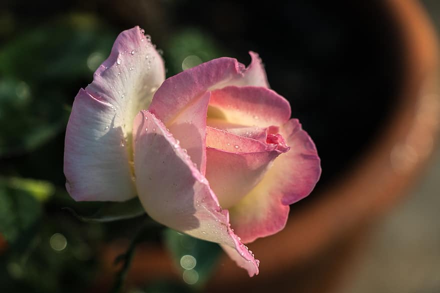pieauga, zieds, rasa, rasas pilieni, pilieni, ziedlapiņām, rozā roze, rozā zieds, hibrīda tējas roze, Princese Šarlēna de Monako Roze, zied